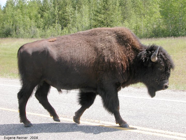 IMG 2008-Jul11 at Alaska-Hwy approx 100km SE of Watson-Lake-YT:  Wood bison (Bison bison athabascae) bull in profile