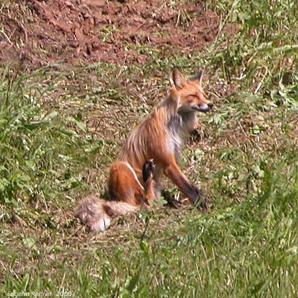 IMG 2008-Jul11 at Alaska-Hwy approx 100km SE of Watson-Lake-YT:  Red fox (Vulpes vulpes) scratching