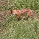 Red fox: hunting