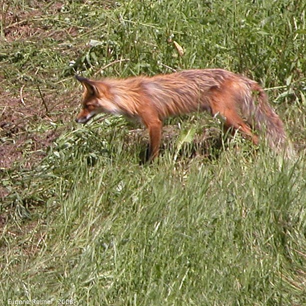 IMG 2008-Jul11 at Alaska-Hwy approx 100km SE of Watson-Lake-YT:  Red fox (Vulpes vulpes) hunting