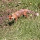 Red fox: