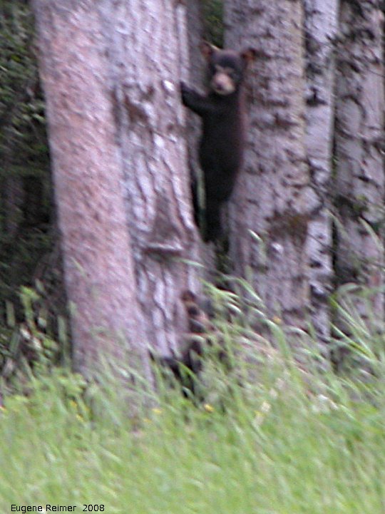 IMG 2008-Jul11 at Alaska-Hwy near Liard-River:  Black bear (Ursus americanus) cub climbing