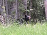 Black bear: mother below