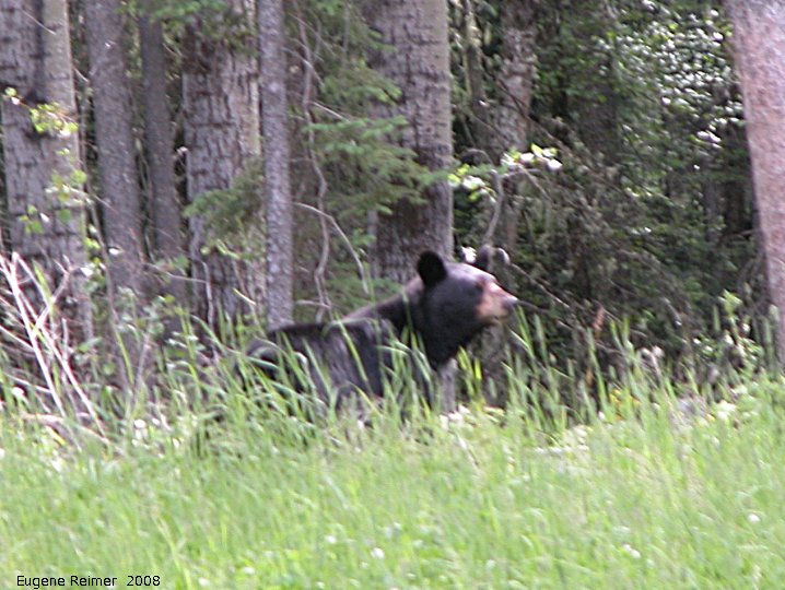 IMG 2008-Jul11 at Alaska-Hwy near Liard-River:  Black bear (Ursus americanus) mother below