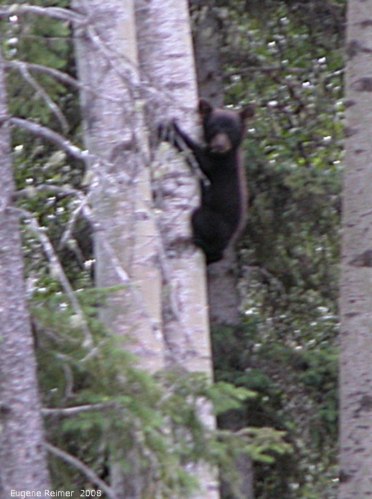 IMG 2008-Jul11 at Alaska-Hwy near Liard-River:  Black bear (Ursus americanus) cub descending