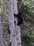 Black bear: two cubs descending