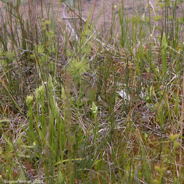 IMG 2008-Jul11 at Liard Hotsprings-BC:  Hooded ladies-tresses (Spiranthes romanzoffiana) + Tall green bog-orchid (Platanthera huronensis)