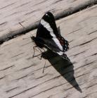 White admiral butterfly: