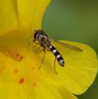 ?unidentified: fly on FalseFoxglove flower