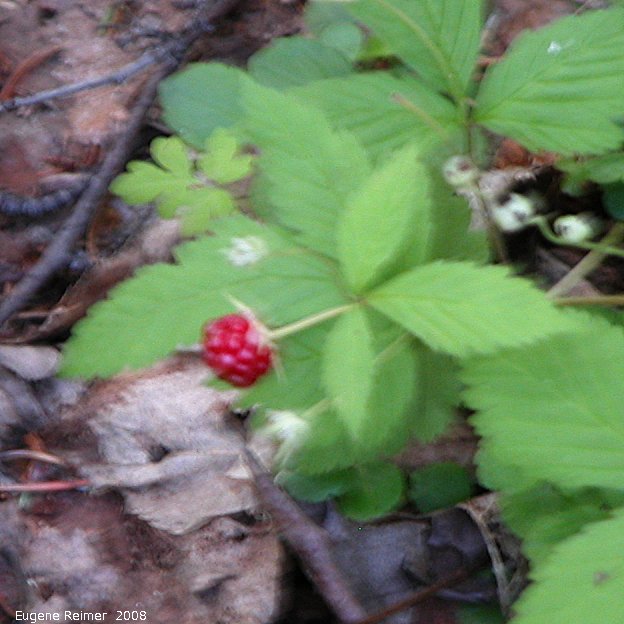 IMG 2008-Jul11 at Liard Hotsprings-BC:  Dewberry (Rubus pubescens) with ripe fruit