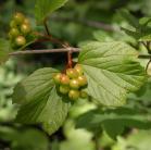 High-bush cranberry: with unripe fruit