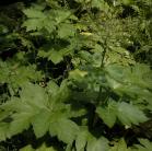 Cow parsnip: plant with seeds
