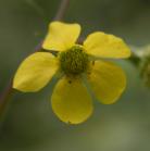 Yellow avens=Geum aleppicum?: flower