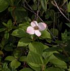 Bunchberry: unusual pink flower