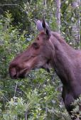 Moose: closeup