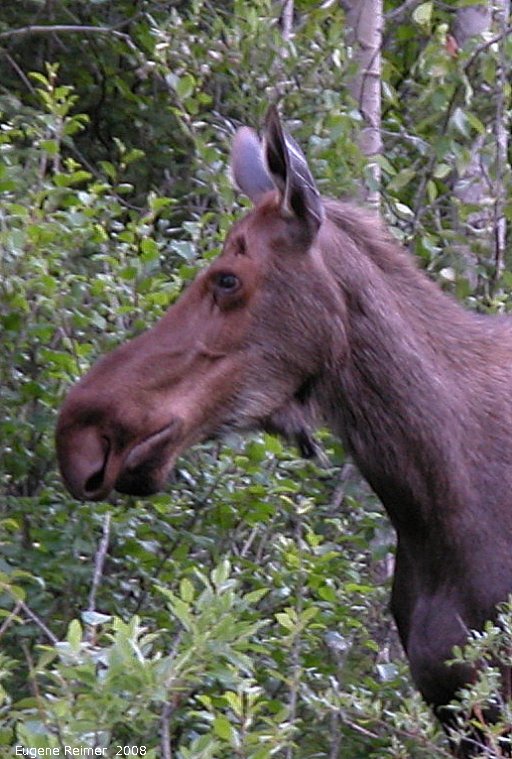 IMG 2008-Jul11 at Alaska-Hwy near Muncho-Lake-BC:  Moose (Alces alces) closeup