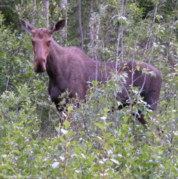 IMG 2008-Jul11 at Alaska-Hwy near Muncho-Lake-BC:  Moose (Alces alces)