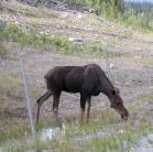 Moose: grazing