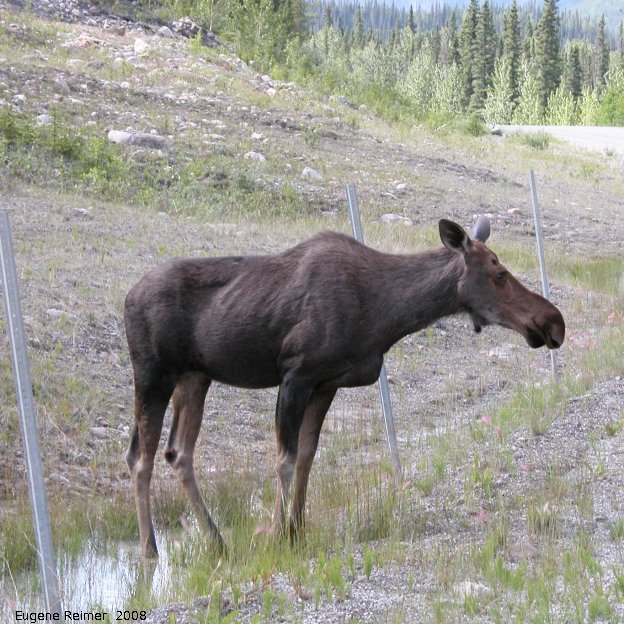 IMG 2008-Jul11 at Alaska-Hwy near Muncho-Lake-BC:  Moose (Alces alces)