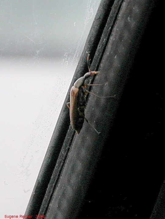 IMG 2008-Jul11 at Alaska-Hwy near Muncho-Lake-BC:  Beetle (Coleoptera sp) on car-window