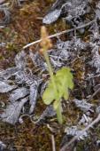 Moonwort fern=Botrychium lunaria: bad