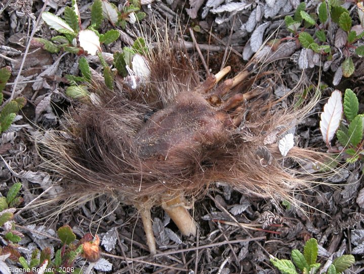 IMG 2008-Jul11 at a hillside SE of Muncho-Lake-BC:  Porcupine (Erethizon dorsatum) foot