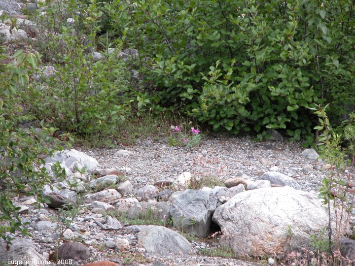IMG 2008-Jul11 at Alaska-Hwy SE of Muncho-Lake-BC:  scenery distant River-beauty (Epilobium latifolium) clump