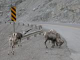 Mountain goat+Stone sheep: