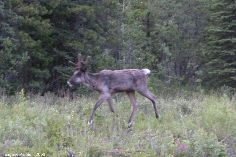 IMG 2008-Jul11 at Stone-Mountain-Provincial-Park-BC:  Caribou (Rangifer tarandus) walking