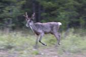 Caribou: running