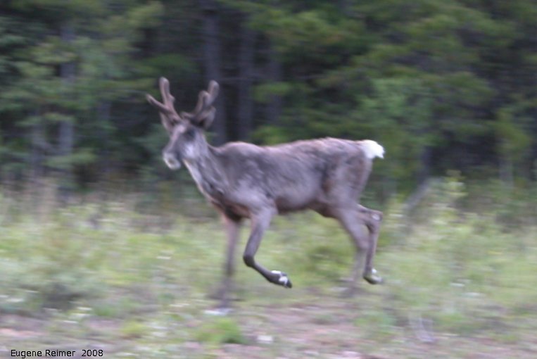 IMG 2008-Jul11 at Stone-Mountain-Provincial-Park-BC:  Caribou (Rangifer tarandus) running