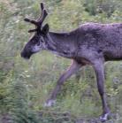 Caribou: male closeup