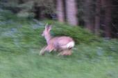 Mule-deer: juvenile running