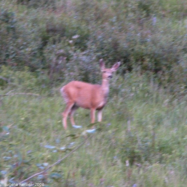 IMG 2008-Jul11 at Alaska-Hwy NE of Fort-Nelson-BC:  Mule-deer (Odocoileus hemionus) adult
