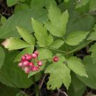 Baneberry: with berries