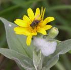 fly: on Arnica flower