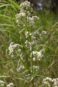 Northern bedstraw: flowers