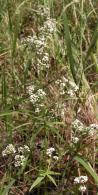 Northern bedstraw: plant