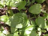 Mertensia?: leaf