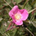 Prickly rose: flower