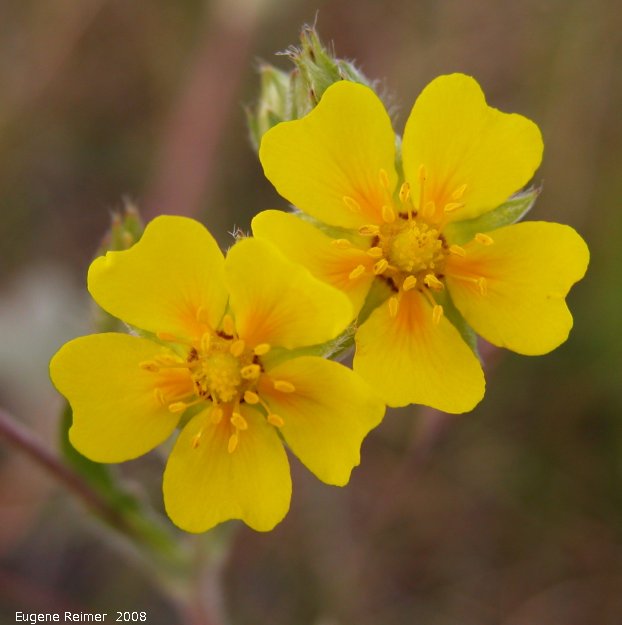 IMG 2008-Jul13 at Hwy-43 approx 10km SE of Beaverlodge-AB (where car broke):&nbsp; Dwarf cinquefoil (Potentilla canadensis) flowers