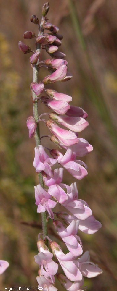 IMG 2008-Jul13 at Hwy-43 approx 10km SE of Beaverlodge-AB (where car broke):  Sainfoin (Onobrychis sp)? flowers