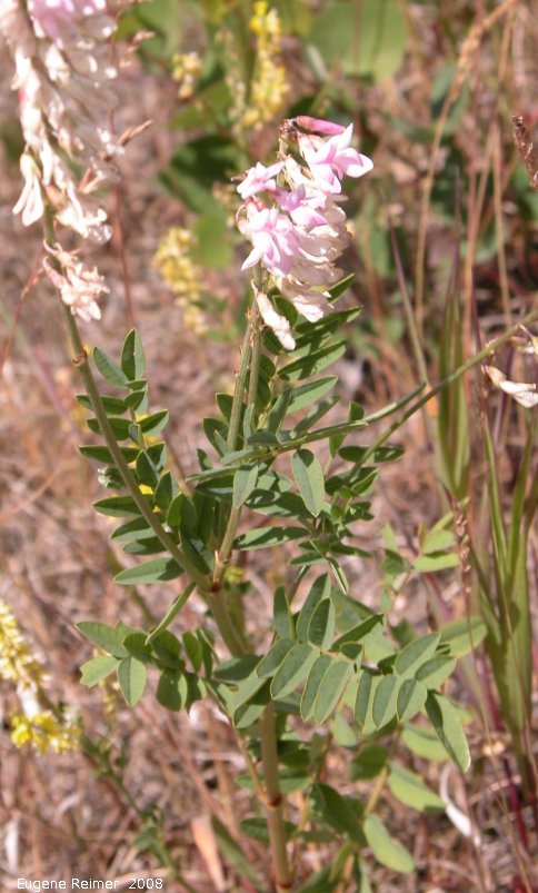 IMG 2008-Jul13 at Hwy-43 approx 10km SE of Beaverlodge-AB (where car broke):  Sainfoin (Onobrychis sp)? plant