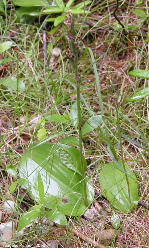 IMG 2008-Jul16 at the WagnerBog near Edmonton:  Small round-leaved orchid (Amerorchis rotundifolia) plant with pods bad