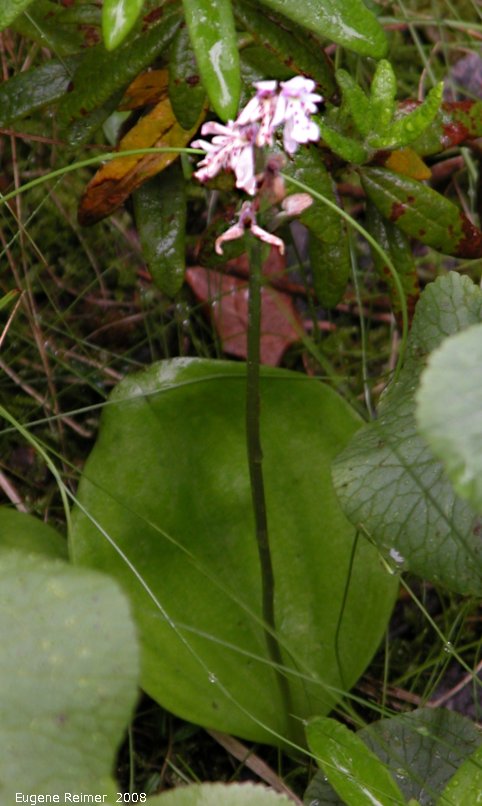 IMG 2008-Jul16 at the WagnerBog near Edmonton:  Small round-leaved orchid (Amerorchis rotundifolia) plant with flowers bad