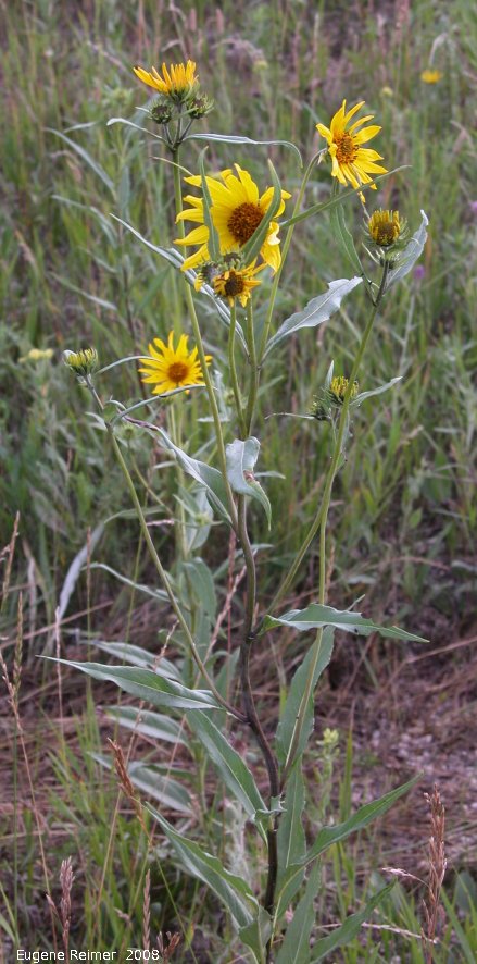 IMG 2008-Aug07 at Winnipeg:  Narrow-leaved sunflower (Helianthus maximiliani) plant