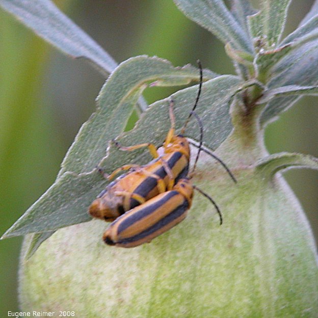 IMG 2008-Aug07 at Winnipeg:  Striped cucumber-beetle (Acalymma vittatum) mating pair