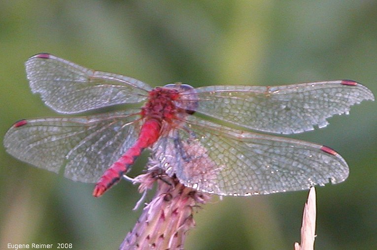 IMG 2008-Aug07 at Winnipeg:  Dragonfly (Anisoptera sp) red