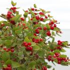 Honeysuckle=Lonicera: shrub with berries