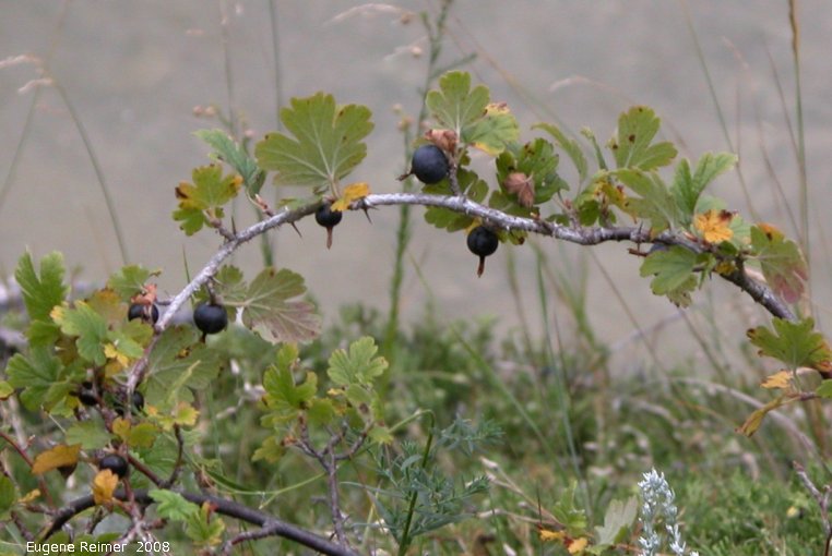 IMG 2008-Aug11 at Steeprock MB:  Northern gooseberry (Ribes lacustre)